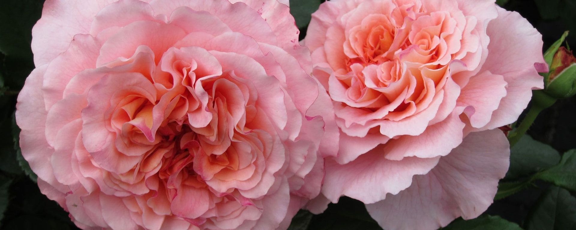Zwei üppig blühende rosa Rosen mit zarten, geschichteten Blütenblättern, umgeben von tiefgrünem Laub