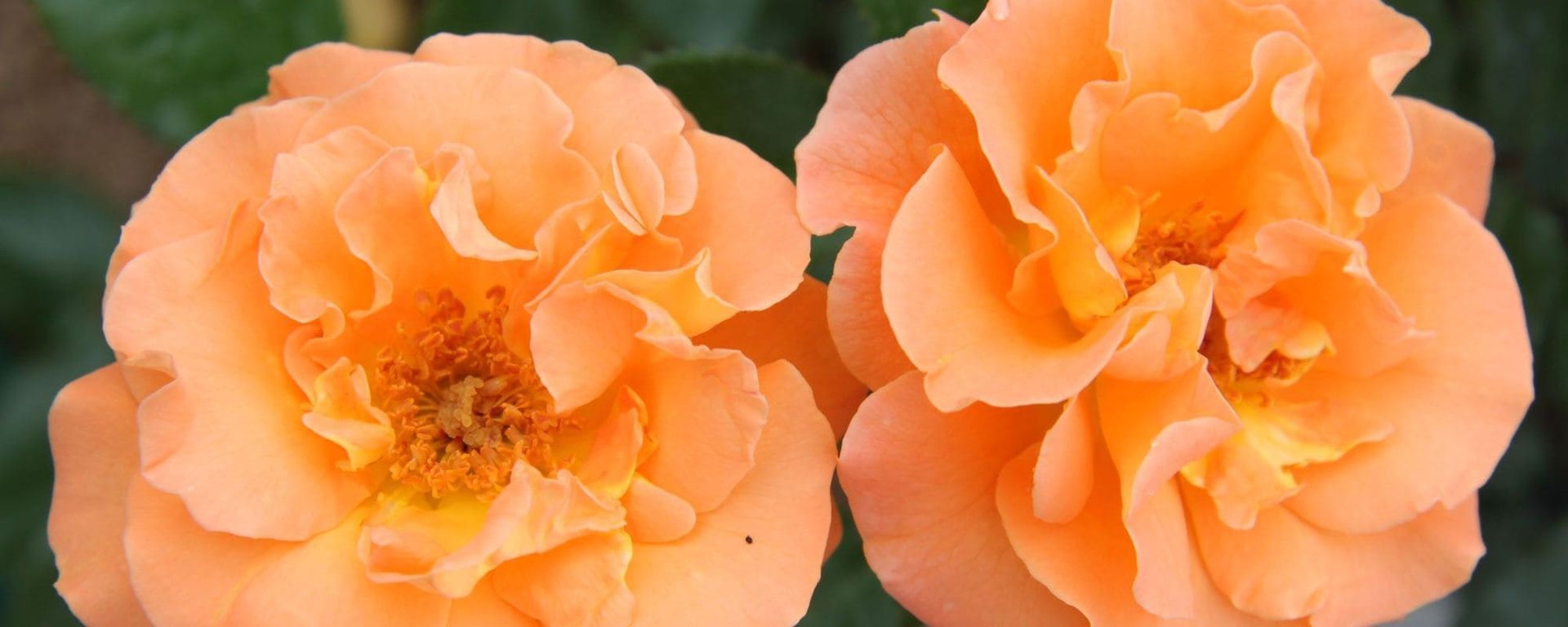 Zwei üppig blühende, pfirsichfarbene Rosen