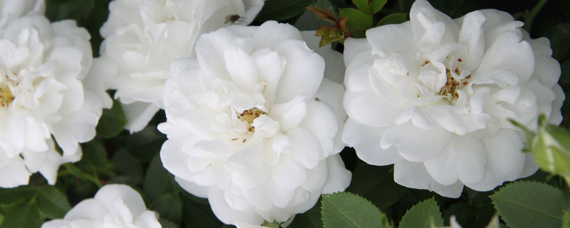Eine Nahaufnahme von üppig blühenden weißen Rosen inmitten von grünen Blättern