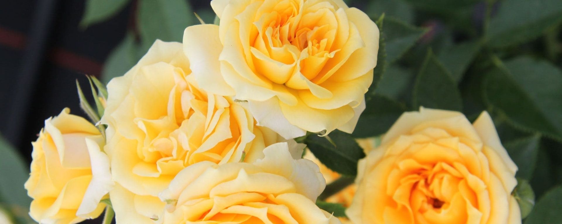 Eine Nahaufnahme von leuchtend gelben Rosen in voller Blüte
